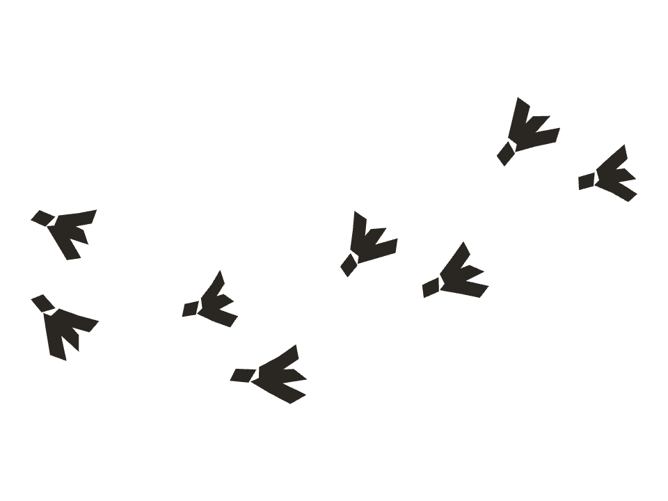 Bird tracks drawn along a curved stroke