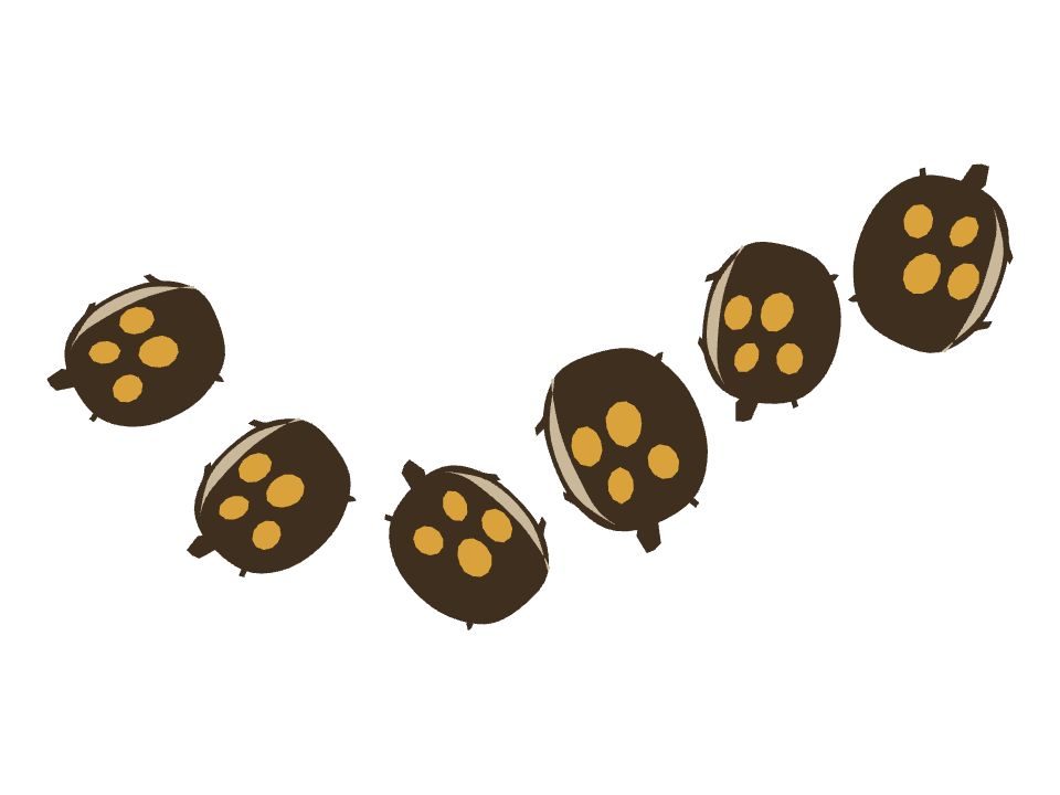 Box Turtle drawn along a curved stroke