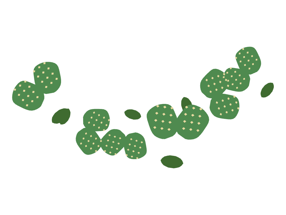 Bunny Ear Cactus drawn along a curved stroke