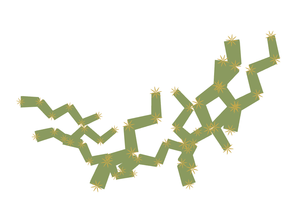 Cholla Cactus drawn along a curved stroke