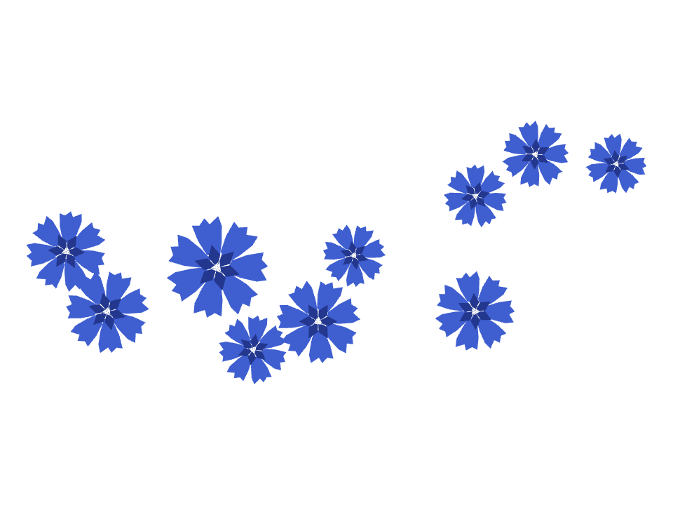 Cornflower spray drawn along a curved stroke