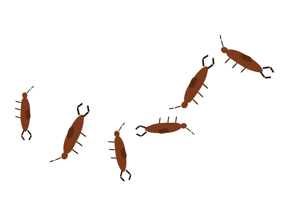 Earwig drawn along a curved stroke