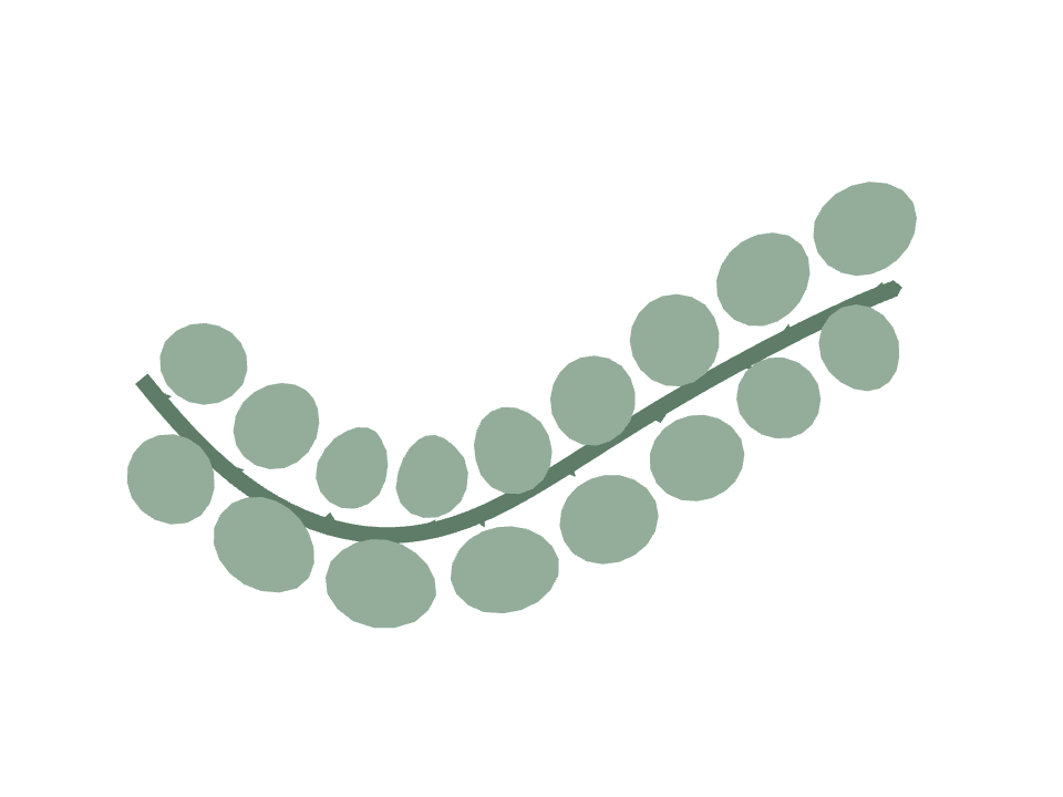 Eucalyptus sprig drawn along a curved stroke