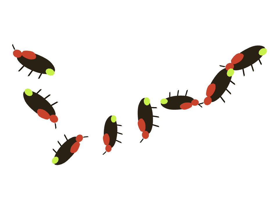 Firefly drawn along a curved stroke