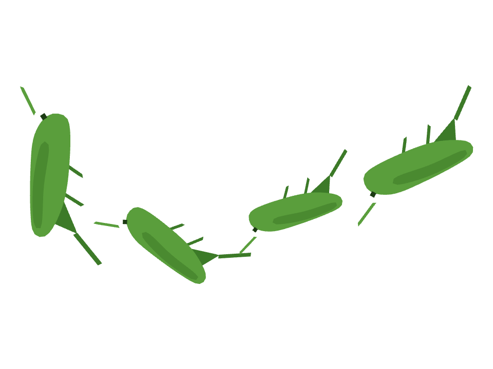 Grasshopper drawn along a curved stroke