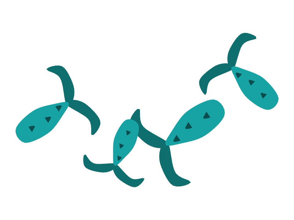 Mermaid Tail drawn along a curved stroke
