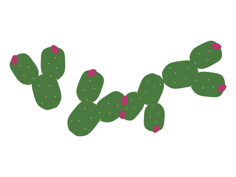 Prickly Pear drawn along a curved stroke