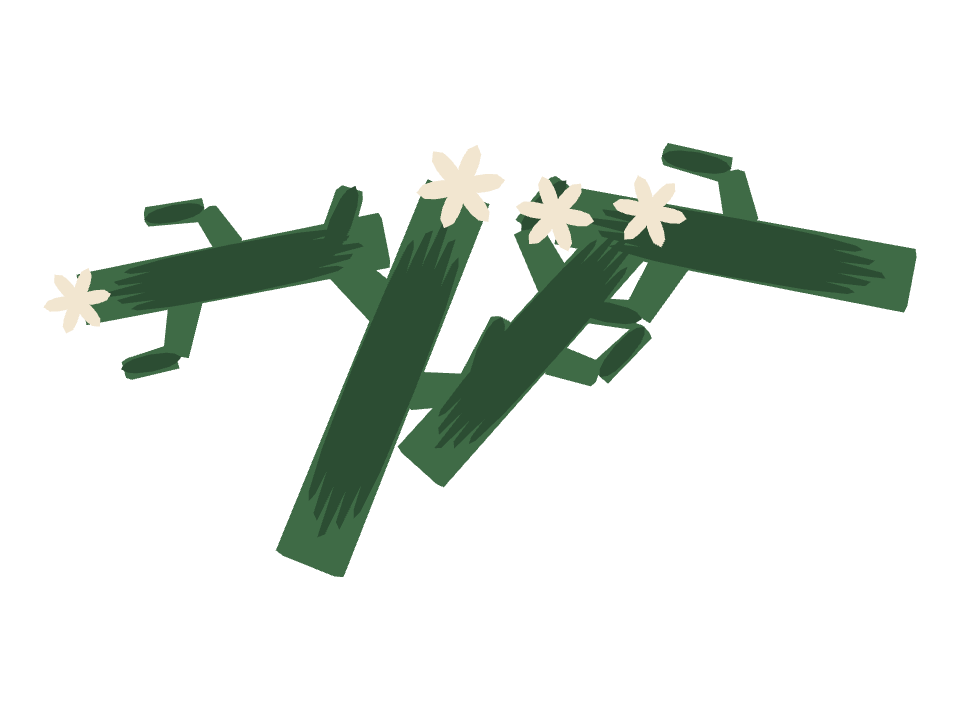 Saguaro Cactus drawn along a curved stroke