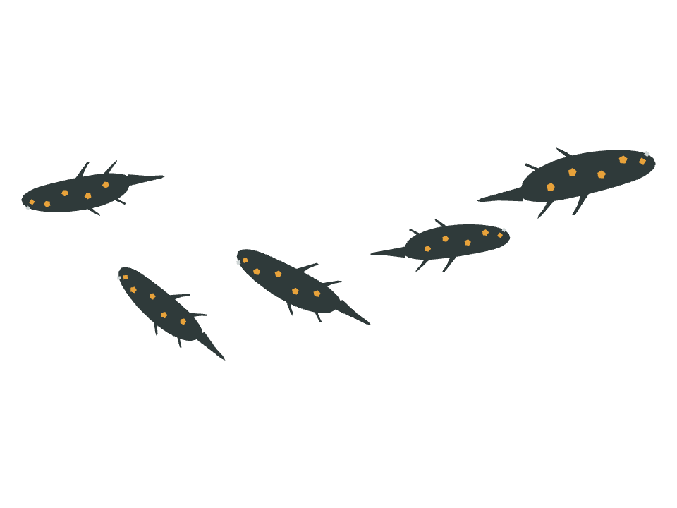Salamander drawn along a curved stroke