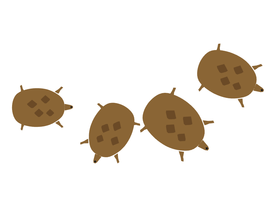 Tortoise drawn along a curved stroke