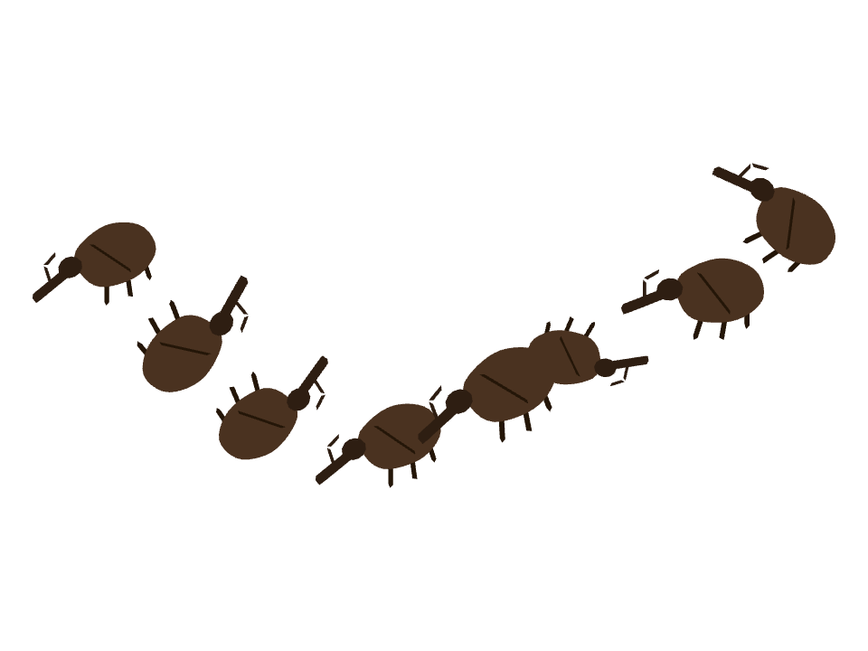 Weevil drawn along a curved stroke