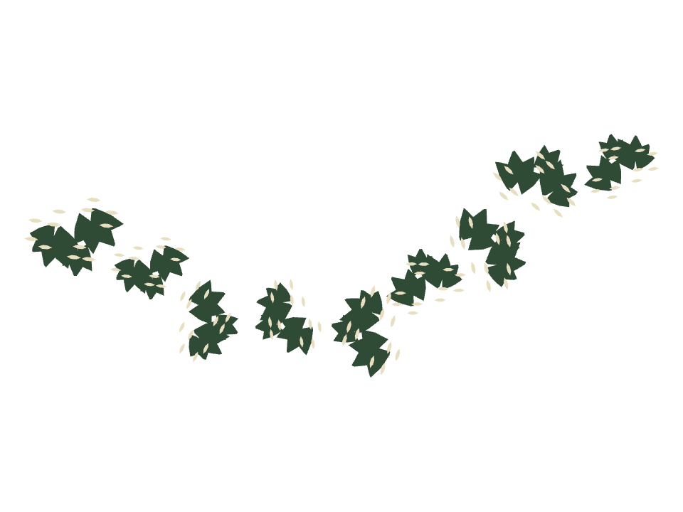 Zebra Plant drawn along a curved stroke